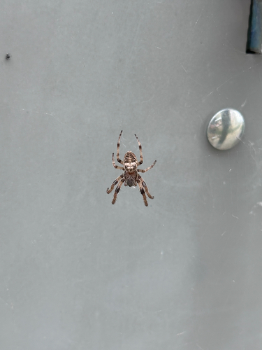Furrow Orbweaver