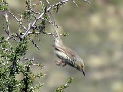 Prinia maculosa exultans