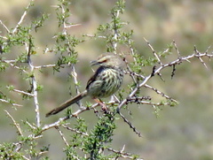 Prinia maculosa exultans