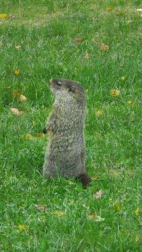 Groundhog