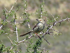 Prinia maculosa exultans