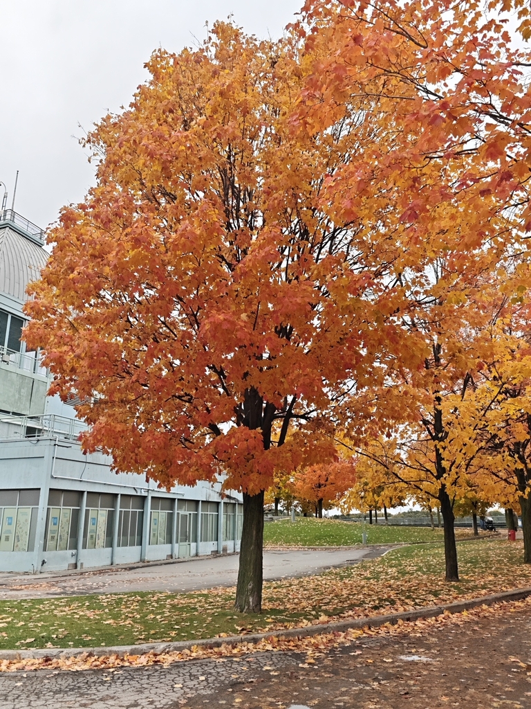A photograph from Oct 14, 2026 near Montréal & nearby Québec alternatives, where the observer’s point is approximate.