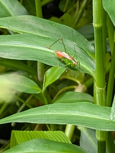 Conocephalus saltator, 2026-10-05