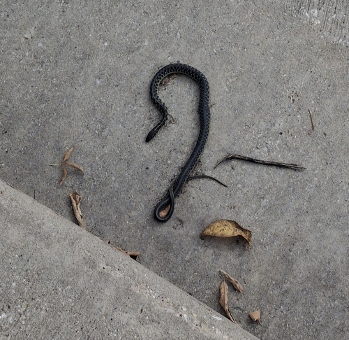 Common Garter Snake
