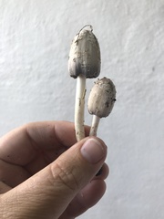 Coprinus comatus