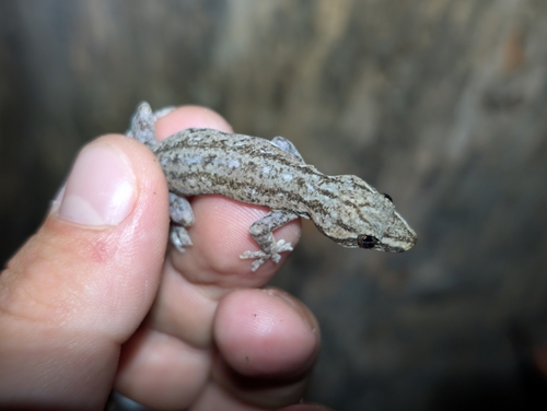 Hemidactylus frenatus observed 2026-10-13