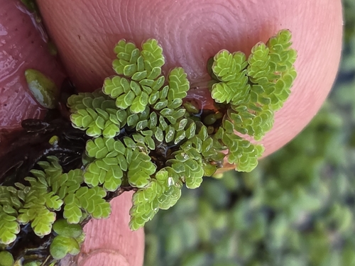 Azolla caroliniana, 2026-10-14