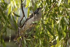 Plectorhyncha lanceolata