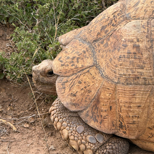 Leopard Tortoise
