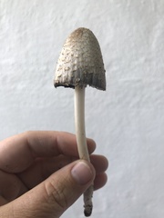 Coprinus comatus