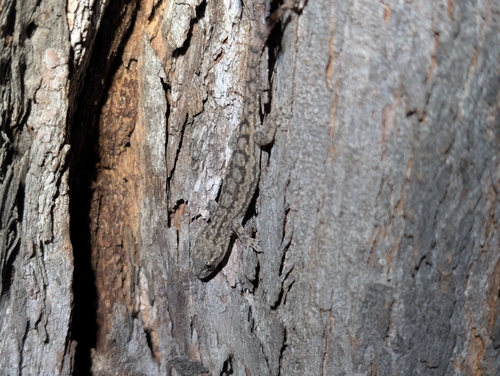 Hemidactylus frenatus observed 2026-10-13