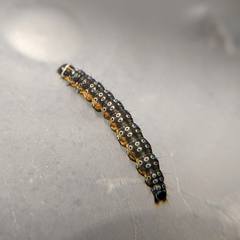 Depressaria daucella