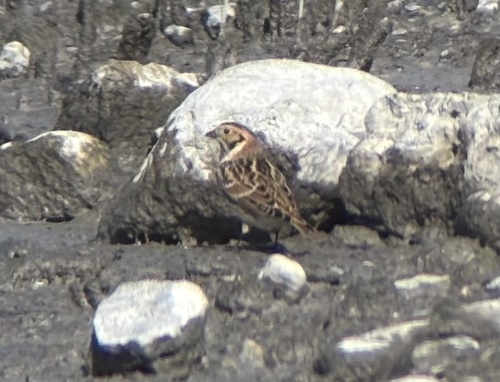 Lapland Longspur