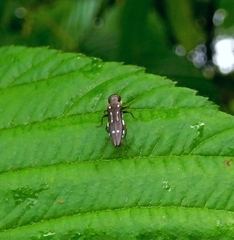 Agrilus obsoletoguttatus
