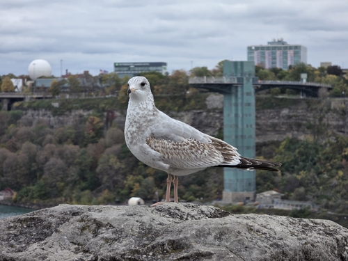 Ring-billed Gull