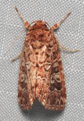 Callopistria granitosa