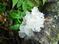 Tremella fuciformis