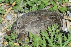 Kinosterninae