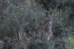 Dama mesopotamica