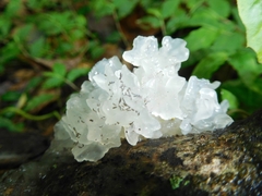 Tremella fuciformis