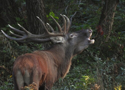 Red Deer