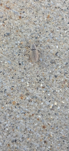 White-fringed weevil