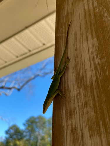 Green Anole