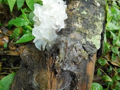 Tremella fuciformis