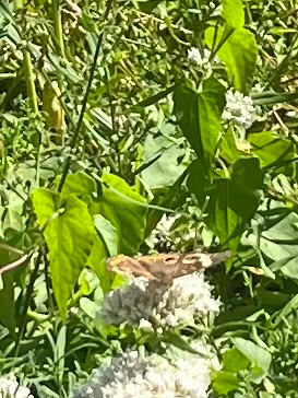 Common Buckeye