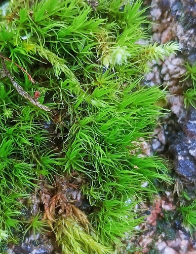 Dicranum viride observed 2026-10-04