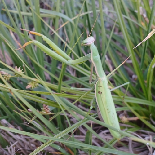 European Mantis