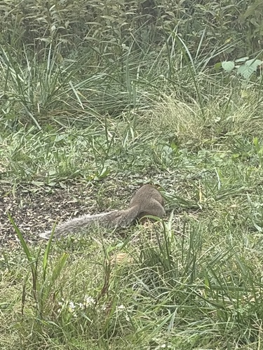 Eastern Gray Squirrel