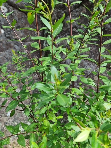 Prostanthera lasianthos observed 2026-10-10