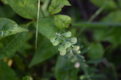 Scutellaria integrifolia