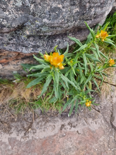 Xerochrysum bracteatum observed 2026-10-10