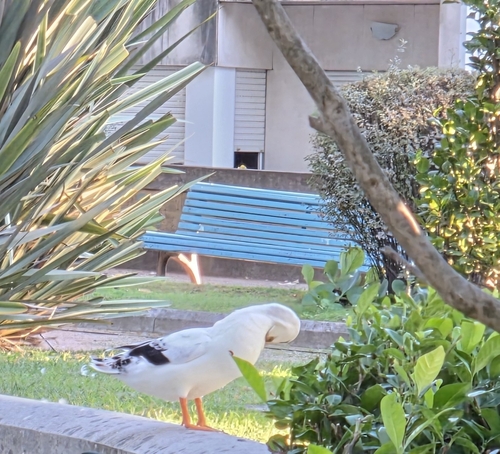 Domestic Mallard