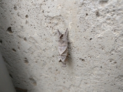 Clostera inclusa