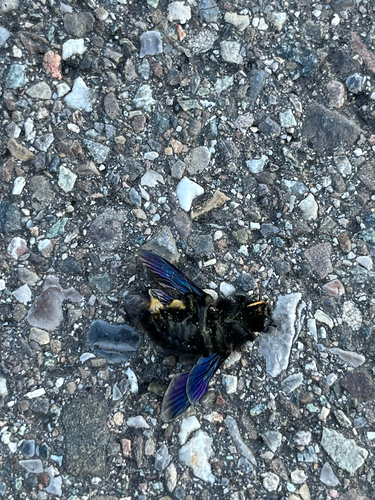 Violet Carpenter Bee
