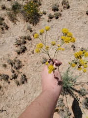 Hymenopappus flavescens