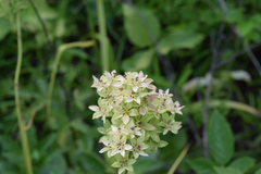 Stenanthium