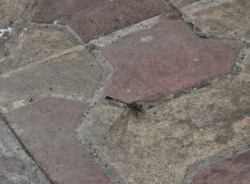 Slender Skimmer
