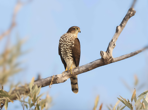 Eurasian Sparrowhawk