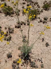 Hymenopappus flavescens