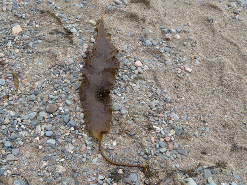 Saccharina latissima observed 2026-10-14