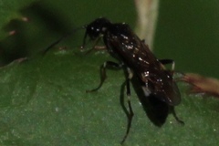 Allantus nigritibialis