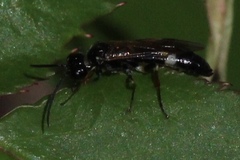 Allantus nigritibialis