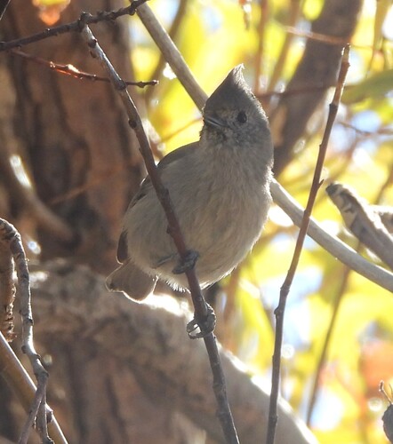 Juniper Titmouse