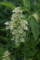 Stenanthium