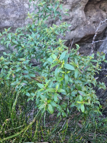 Prostanthera lasianthos observed 2026-10-11