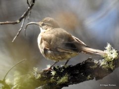 Upucerthia dumetaria